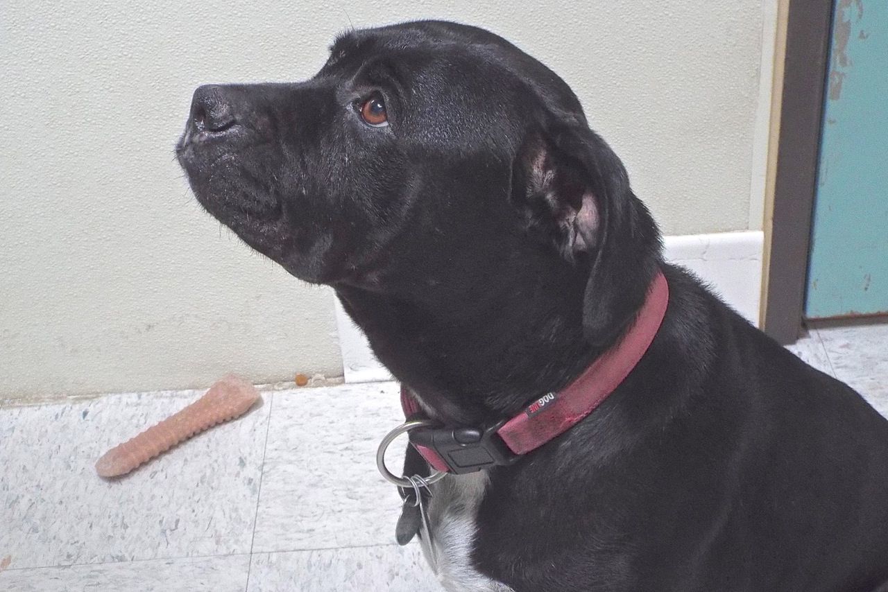 Adopt a friend: Freya